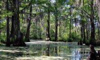 Wichioga Swamp