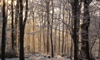 Walking Through a Forest in Winter