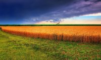 Rainstorm coming above wheat field