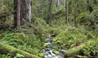 California summer forest