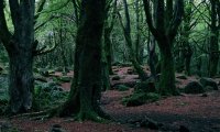 Edges Forbidden Forest, Spring