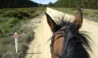 Clopping, saddle creaking, flies buzzing.