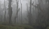 Swamp at Dusk