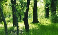 Light summer breeze in the forest.