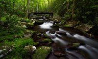 A stream running through a forest in late summer