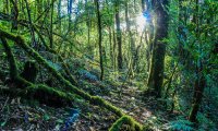 In the forest during the day with trees rustling.