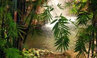 A waterfall in the jungle.