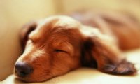 Puppy snooze background