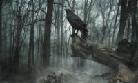 Raven in the forest