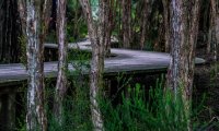 Calm forest at the end of the day