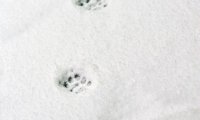 Paw Prints in the Snow