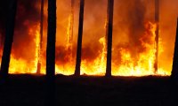 Walking through a Forest Fire