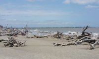 Driftwood beach in rain