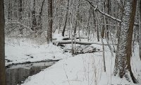 Walking Through the Snowy Woods