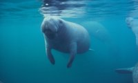 Manatee Exhibit