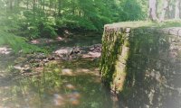 Relaxing Summer Morning by the Stream