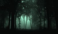 Creepy Forest