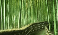 Bamboo Thoughts