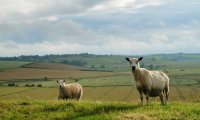 English Countryside Meadow