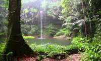 Light thunder in rainforest