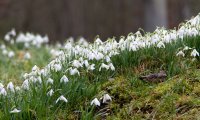 A spring day with some bird song