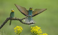 Blissful Birdsong and Sunlight to lift your mood