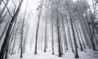 Ambient sounds of riding through the snow covered woods