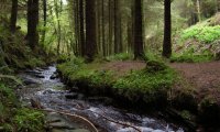 A Pleasant Stream in the Woods