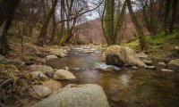 Summer by the Creek