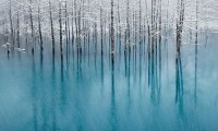 Winter Day in a Forest