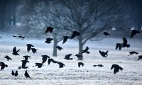 crows for the snow