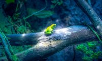 Warm summer nights with tree frogs, rain, breeze