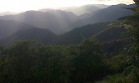 Jungle ambiance in the Cordillera de la Costa in Venezuela