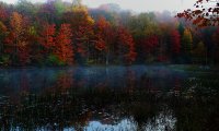 Morning Rain in Forest